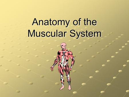 Anatomy of the Muscular System
