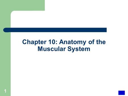 Chapter 10: Anatomy of the Muscular System