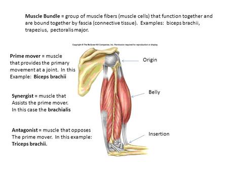Muscle Bundle = group of muscle fibers (muscle cells) that function together and are bound together by fascia (connective tissue). Examples: biceps brachii,
