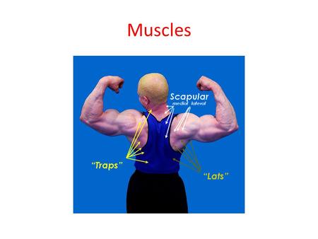 Muscles. Function of Muscle 1.Muscle tissue is responsible for all body movements. This includes body motion as in walking but also organ movement such.
