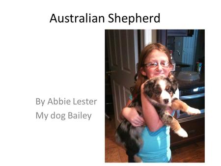 Australian Shepherd By Abbie Lester My dog Bailey.