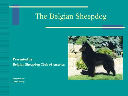 The Belgian Sheepdog Presented by: Belgian Sheepdog Club of America Prepared by: Linda Robey.