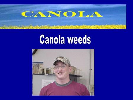 Canola Facts Bright yellow-flowering member of the Brassicaceae (mustard) family. Cultivated for animal feed, vegetable oil for human consumption and.