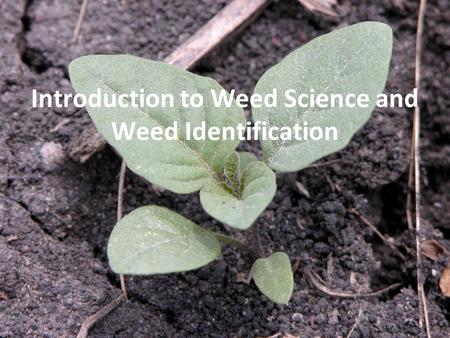 Introduction to Weed Science and Weed Identification