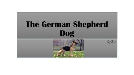 The German Shepherd Dog By Luc. About the German Shepherd The German shepherd is a breed of large-sized working dog that originated in Germany. The breeds.