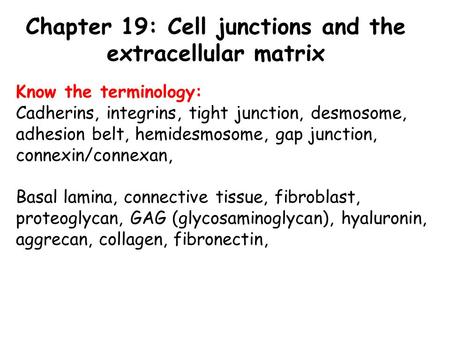 Chapter 19: Cell junctions and the extracellular matrix
