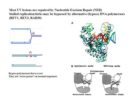 Most UV lesions are repaired by Nucleotide Excision Repair (NER) Stalled replication forks may be bypassed by alternative (bypass) DNA polymerases (REV1,