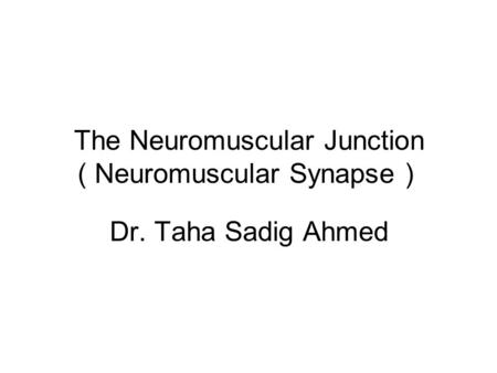 The Neuromuscular Junction ( Neuromuscular Synapse )