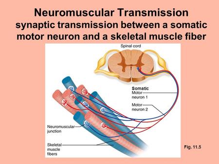 Neuromuscular Transmission synaptic transmission between a somatic motor neuron and a skeletal muscle fiber Somatic Fig. 11.5.