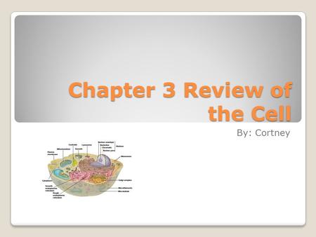 Chapter 3 Review of the Cell By: Cortney. Basic Concepts of the Cell Theory In 1665, a scientist named Robert Hooke first described what cells really.