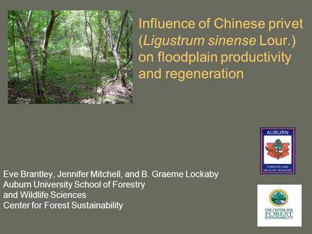 Influence of Chinese privet (Ligustrum sinense Lour.) on floodplain productivity and regeneration Eve Brantley, Jennifer Mitchell, and B. Graeme Lockaby.