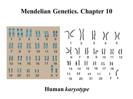 Mendelian Genetics. Chapter 10 Human karyotype. Gene basic unit of inheritance a heritable factor that controls a specific characteristic a given number.