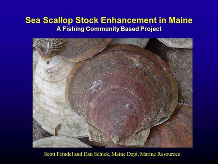Sea Scallop Stock Enhancement in Maine A Fishing Community Based Project Scott Feindel and Dan Schick, Maine Dept. Marine Resources.