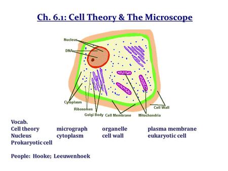 Ch. 6.1: Cell Theory & The Microscope