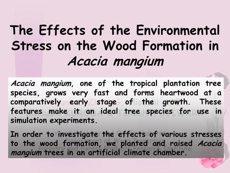 The Effects of the Environmental Stress on the Wood Formation in Acacia mangium Chunhua ZHANG, Hisashi ABE Katsushi KURODA & Takeshi FUJIWARA Wood Anatomy.