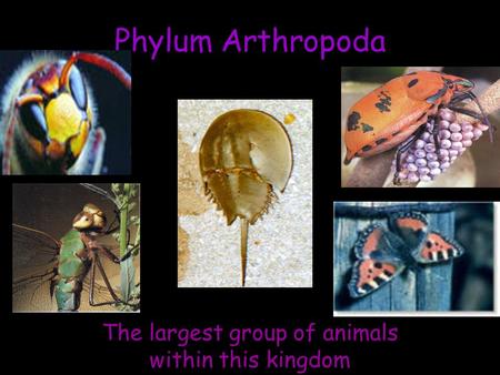 Phylum Arthropoda The largest group of animals within this kingdom.