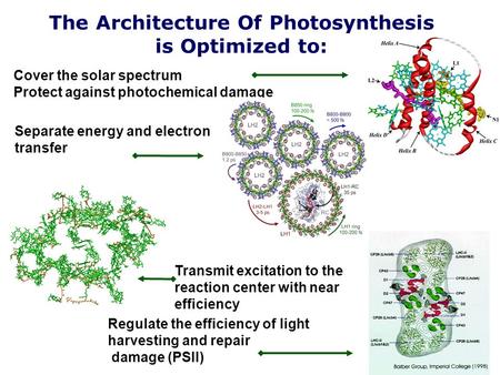 The Architecture Of Photosynthesis