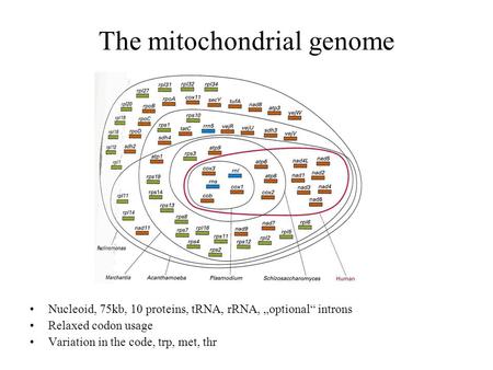 The mitochondrial genome Nucleoid, 75kb, 10 proteins, tRNA, rRNA, „optional“ introns Relaxed codon usage Variation in the code, trp, met, thr.