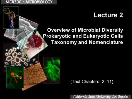 Lecture 2 Overview of Microbial Diversity Prokaryotic and Eukaryotic Cells Taxonomy and Nomenclature (Text Chapters: 2; 11)