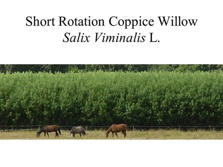 Short Rotation Coppice Willow Salix Viminalis L..