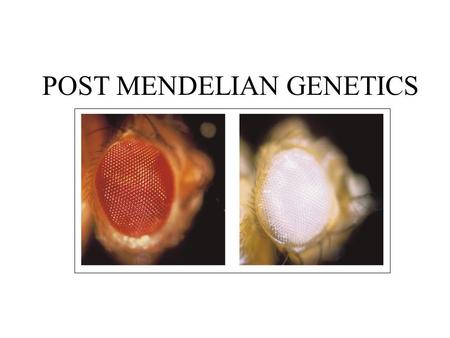 POST MENDELIAN GENETICS. ANNOUNCEMENTS Genetics Problems (set #2) will be posted Fri.