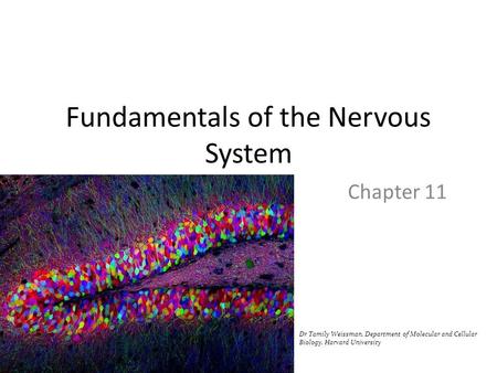 Fundamentals of the Nervous System Chapter 11 Dr Tamily Weissman, Department of Molecular and Cellular Biology, Harvard University.