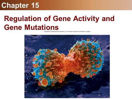 Regulation of Gene Activity and Gene Mutations