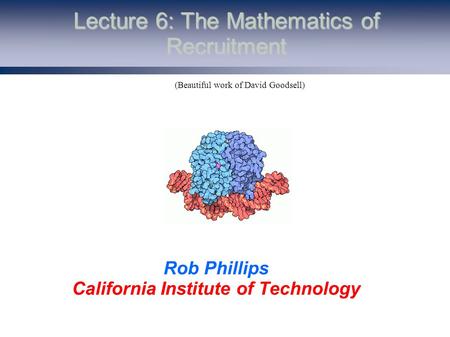 Lecture 6: The Mathematics of Recruitment Rob Phillips California Institute of Technology (Beautiful work of David Goodsell)