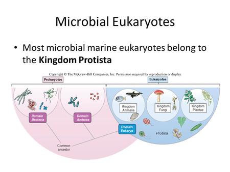 Microbial Eukaryotes Most microbial marine eukaryotes belong to the Kingdom Protista.