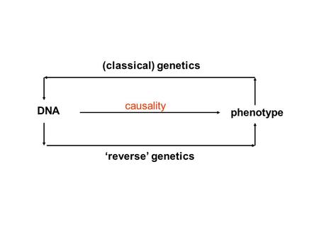 (classical) genetics causality phenotype DNA ‘reverse’ genetics.