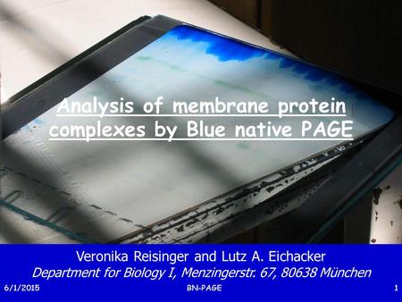 6/2/2015BN-PAGE1 Analysis of membrane protein complexes by Blue native PAGE Veronika Reisinger and Lutz A. Eichacker Department for Biology I, Menzingerstr.