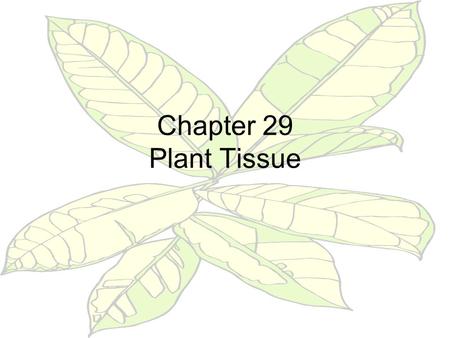 Chapter 29 Plant Tissue.