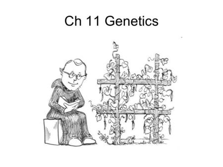 Ch 11 Genetics. Essential Vocab True Breeding Traits Hybrids P F 1 F 2.