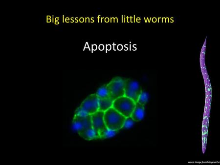 Big lessons from little worms