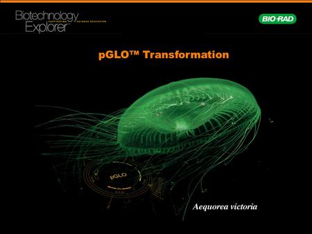 PGLO™ Transformation. Central Framework of Molecular Biology DNA RNA ProteinTrait.