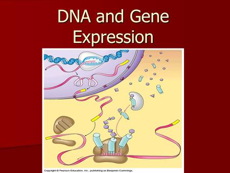 DNA and Gene Expression. DNA Deoxyribonucleic Acid Deoxyribonucleic Acid Double helix Double helix Carries genetic information Carries genetic information.