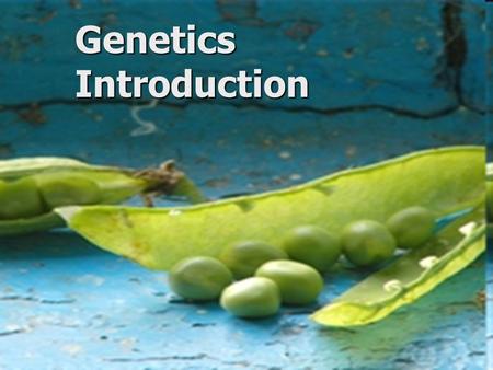 Genetics Introduction. Genetics The study of heredity - the transmission of characteristics from parents to offspring The study of heredity - the transmission.