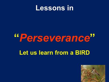 Lessons in “Perseverance” Let us learn from a BIRD.