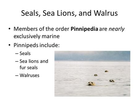 Seals, Sea Lions, and Walrus