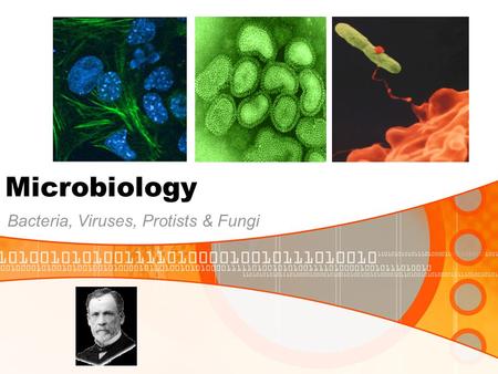 Bacteria, Viruses, Protists & Fungi