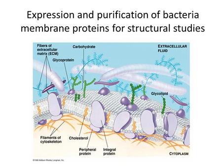 Expression and purification of bacteria membrane proteins for structural studies.