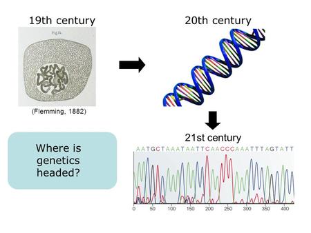 19th century20th century 21st century (Flemming, 1882) Where is genetics headed?
