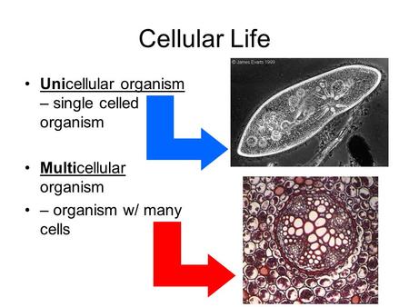Cellular Life Unicellular organism – single celled organism Multicellular organism – organism w/ many cells.