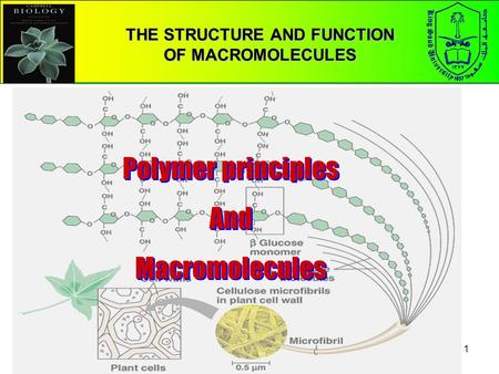 1 THE STRUCTURE AND FUNCTION OF MACROMOLECULES Polymer principles And Macromolecules Polymer principles And Macromolecules.