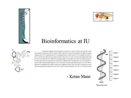 Bioinformatics at IU - Ketan Mane. Bioinformatics at IU What is Bioinformatics? Bioinformatics is the study of the inherent structure of biological information.