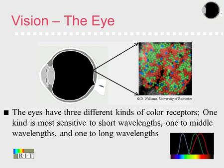 The eyes have three different kinds of color receptors; One kind is most sensitive to short wavelengths, one to middle wavelengths, and one to long wavelengths.