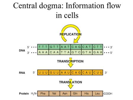 Central dogma: Information flow in cells. Nucleotides Pyrimidine bases: Cytosine (C), Thymine (T), Uracil (U, in RNA) Purine bases: Adenine (A), Guanine.