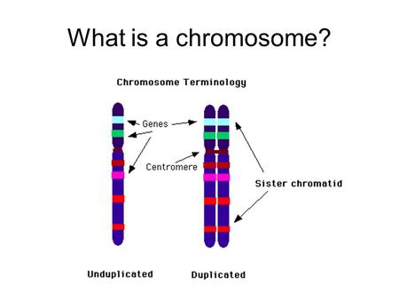 What is a chromosome?.
