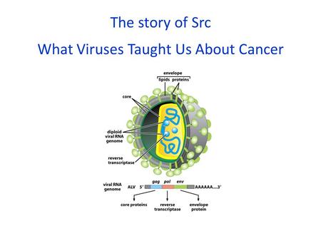 What Viruses Taught Us About Cancer