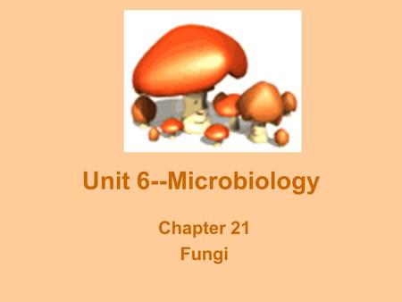 Unit 6--Microbiology Chapter 21 Fungi. Fungal Characteristics Filamentous bodies: Hyphae = thin filaments Mycelium = entire mass of hyphae Chitinous cell.